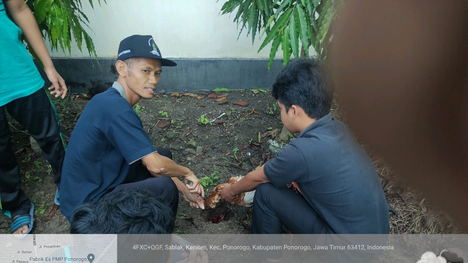 Praktikum Bersama Penyembelihan Hewan secara Islami Kelas X MAN 2 Ponorogo